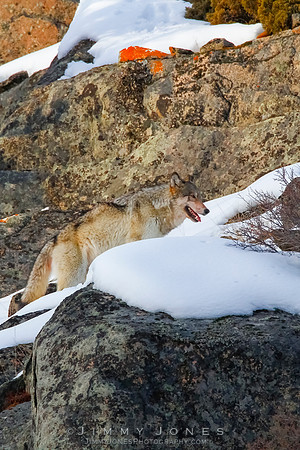 '06 Female Wolf