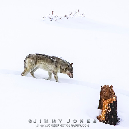 '06 Female Wolf