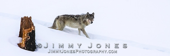 '06 Female Wolf