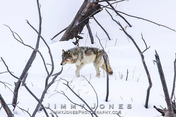 '06 Female Wolf