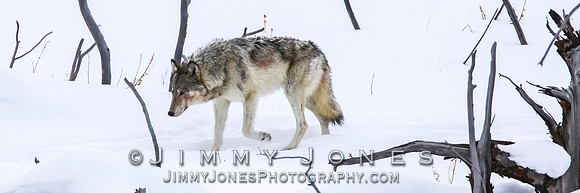 '06 Female Wolf