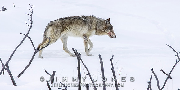 '06 Female Wolf