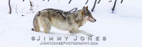 '06 Female Wolf