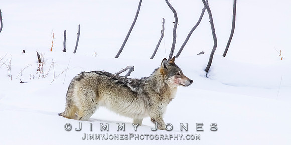 '06 Female Wolf