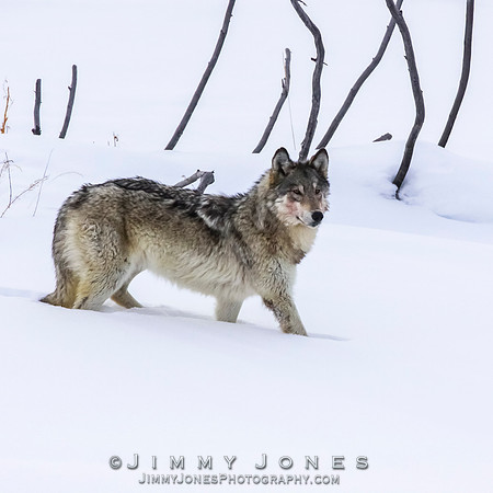 '06 Female Wolf
