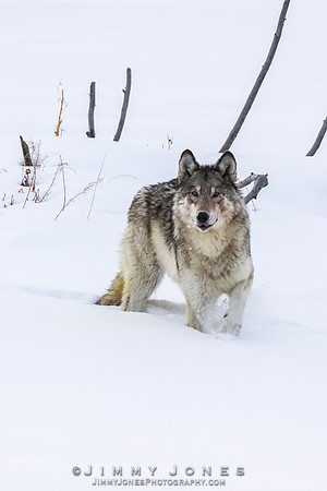 '06 Female Wolf