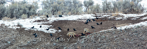 Coyotes at Elk Carcass