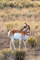 Pronghorn