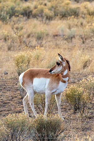 Pronghorn