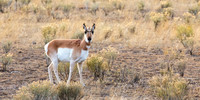 Pronghorn