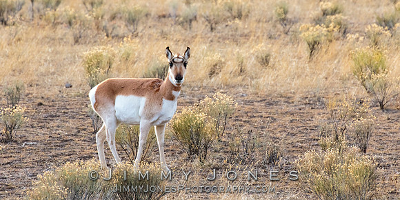 Pronghorn