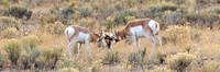 Pronghorn