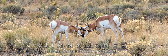 Pronghorn