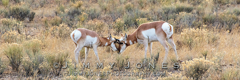 Pronghorn