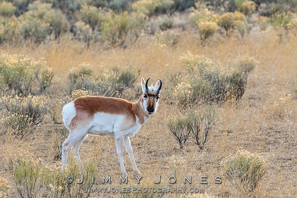 Pronghorn