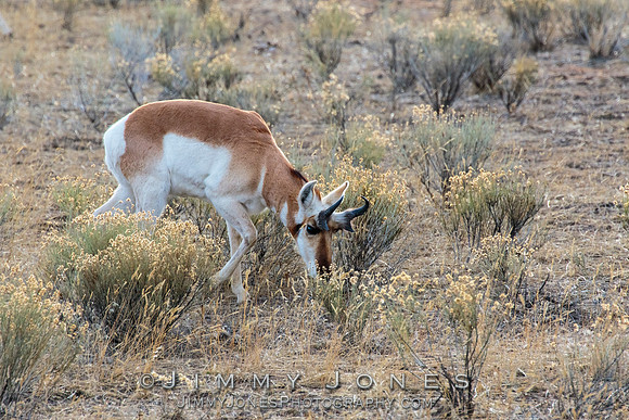 Pronghorn