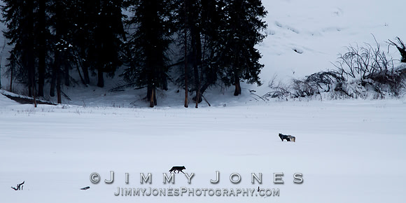 Junction Butte Alphas and Black Female