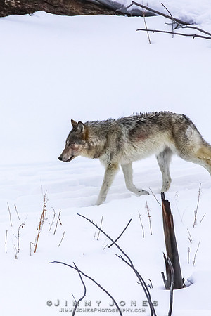 '06 Female Wolf
