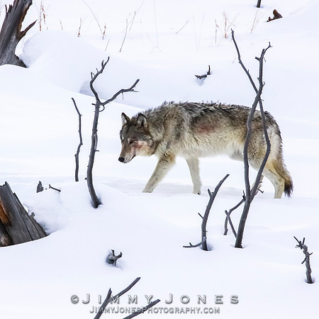 '06 Female Wolf