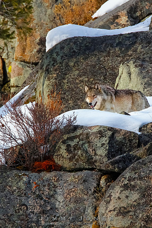 '06 Female Wolf