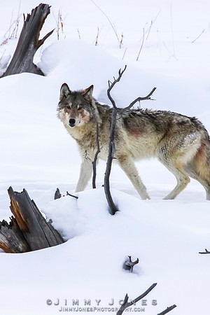 '06 Female Wolf - CS/P0685