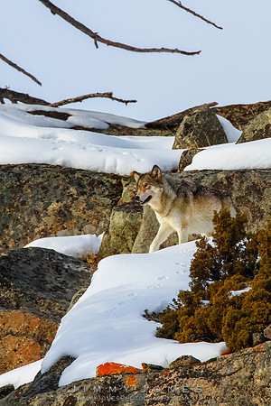 '06 Female Wolf - CS/P0686