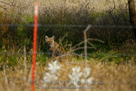 Bobcat