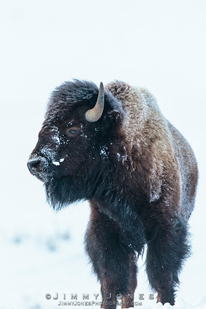 Bison - CS/P0748