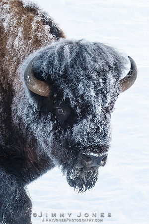Frosty Bison - CS/P0749