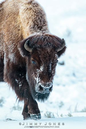 Bison - CS/P0750