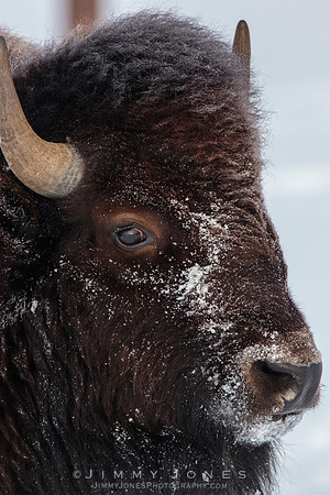 Bison - CS/P0751