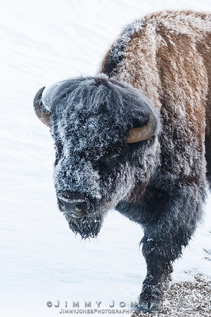 Frosty Bison - CS/P0752