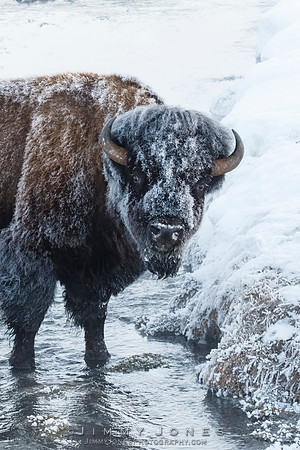 Frosty Bison - CS/P0756