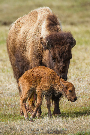 Bison Cow w/ Newborn Calf - CS/P0758