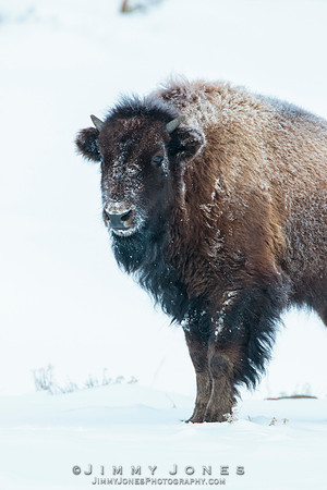 Bison - CS/P0759