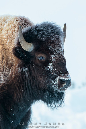 Bison - CS/P0760