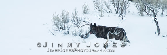 Junction Butte Alpha Male 890m - BS/P0180