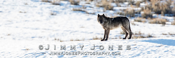 Prospect Peak Wolf - BS/P0183