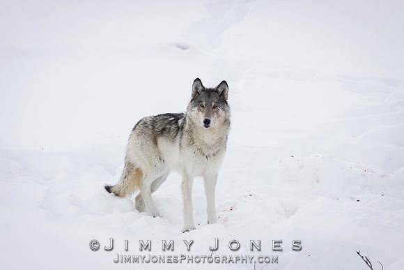 '06 Female Wolf - LS/L0867