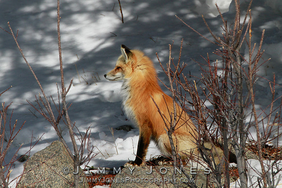 Red Fox