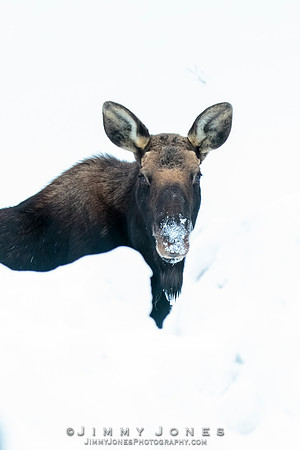 Silver Dollar Bull Moose - CS/P0788