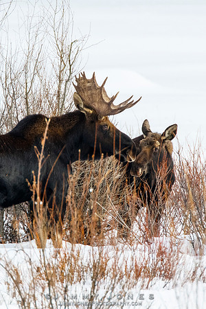 Bull Moose - CS/P0789