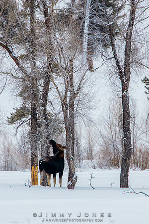 Silver Dollar Bull Moose - CS/P0790