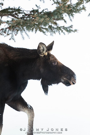 Silver Dollar Bull Moose - CS/P0791