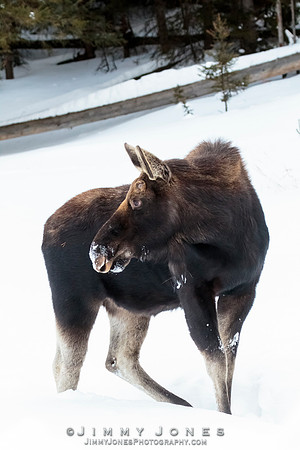 Silver Dollar Bull Moose - CS/P0793
