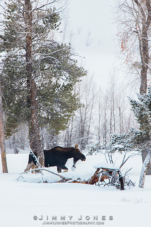 Silver Dollar Bull Moose - CS/P0798