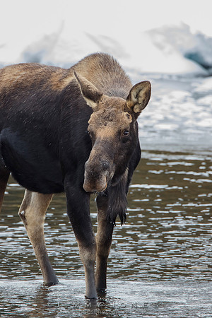 Silver Dollar Bull Moose - CS/P0799
