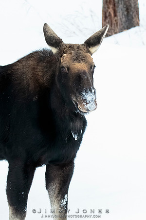 Silver Dollar Bull Moose - CS/P0801