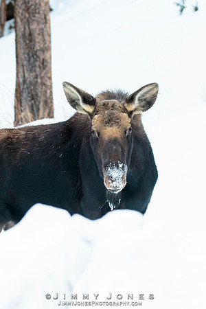 Silver Dollar Bull Moose - CS/P0803