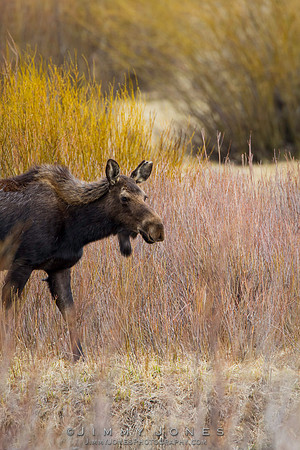 Moose Cow - CS/P0804